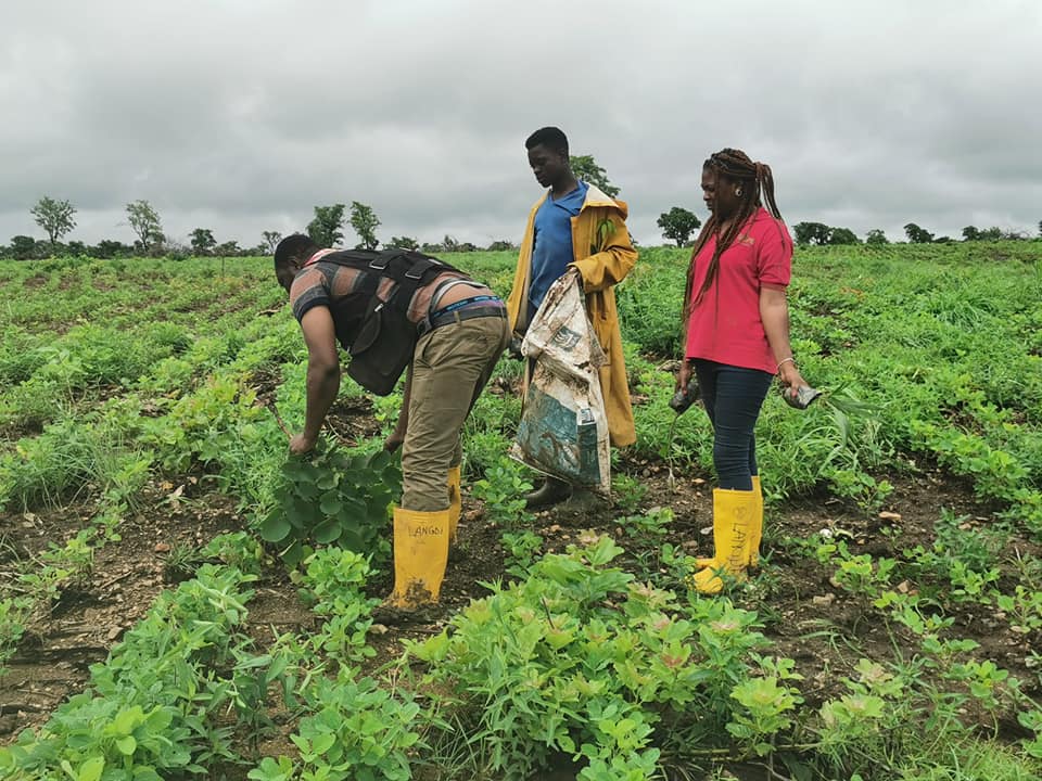 Crops on Langdi farm