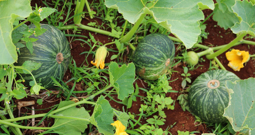 Fresh vegetables