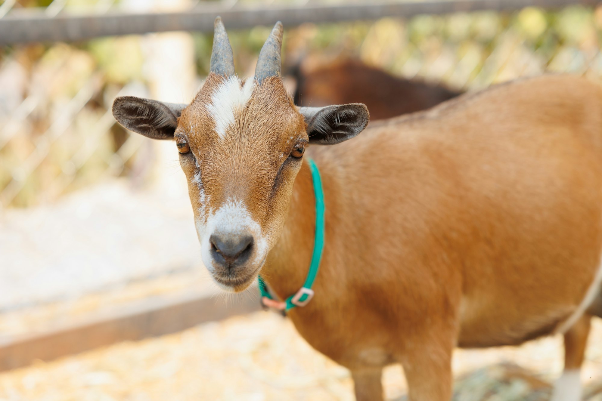 Animal Rearing