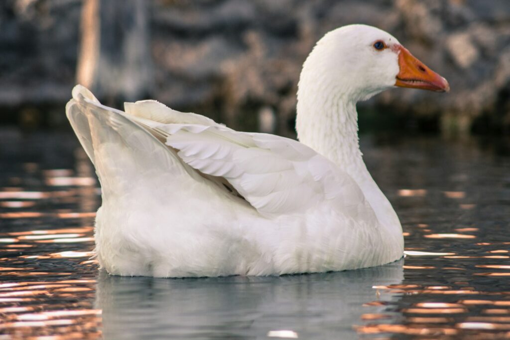 Domestic white goose swimming on a farm lake