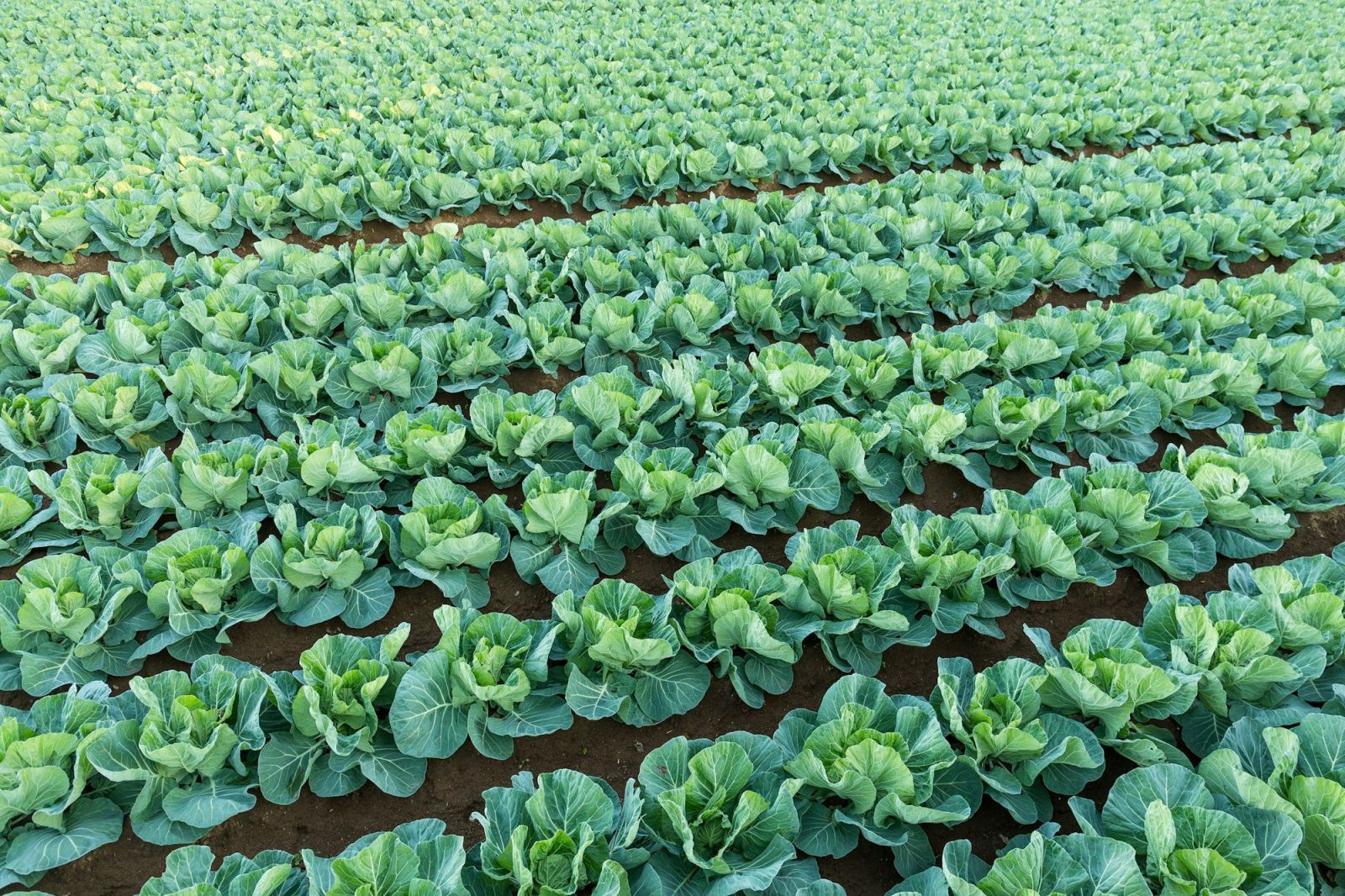Vegetable Farming