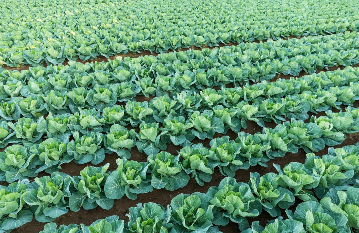 Vegetable Farming