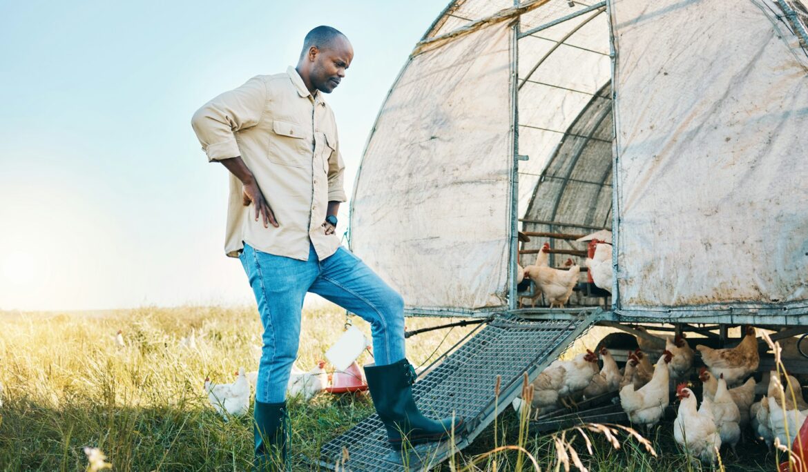 Agriculture, chicken and environment with black man on farm for food, sustainability and eco friend