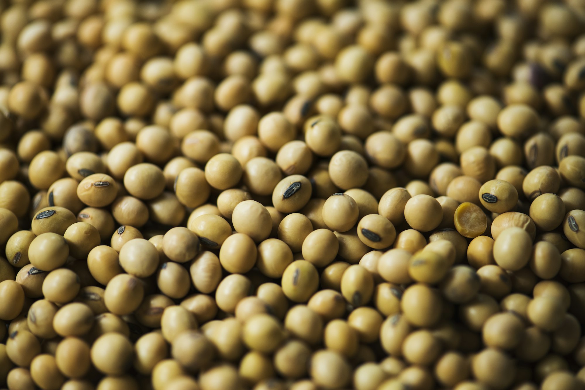 Closeup of soya bean seeds product