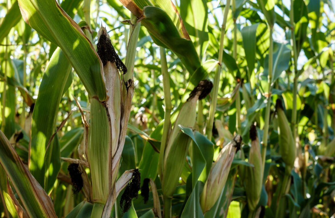 Corn field close-up, autumn. Maize cobs among green and dry yellow leaves