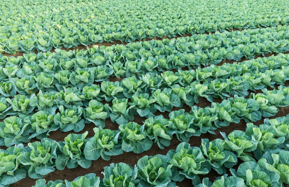 Green vegetable farm