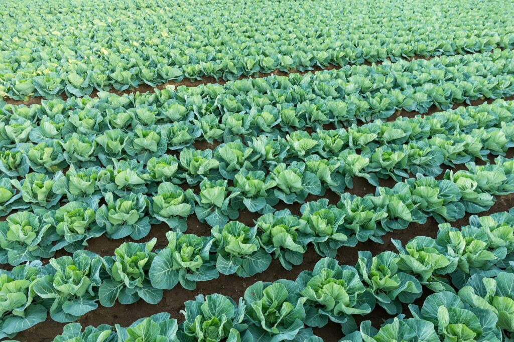 Green vegetable farm