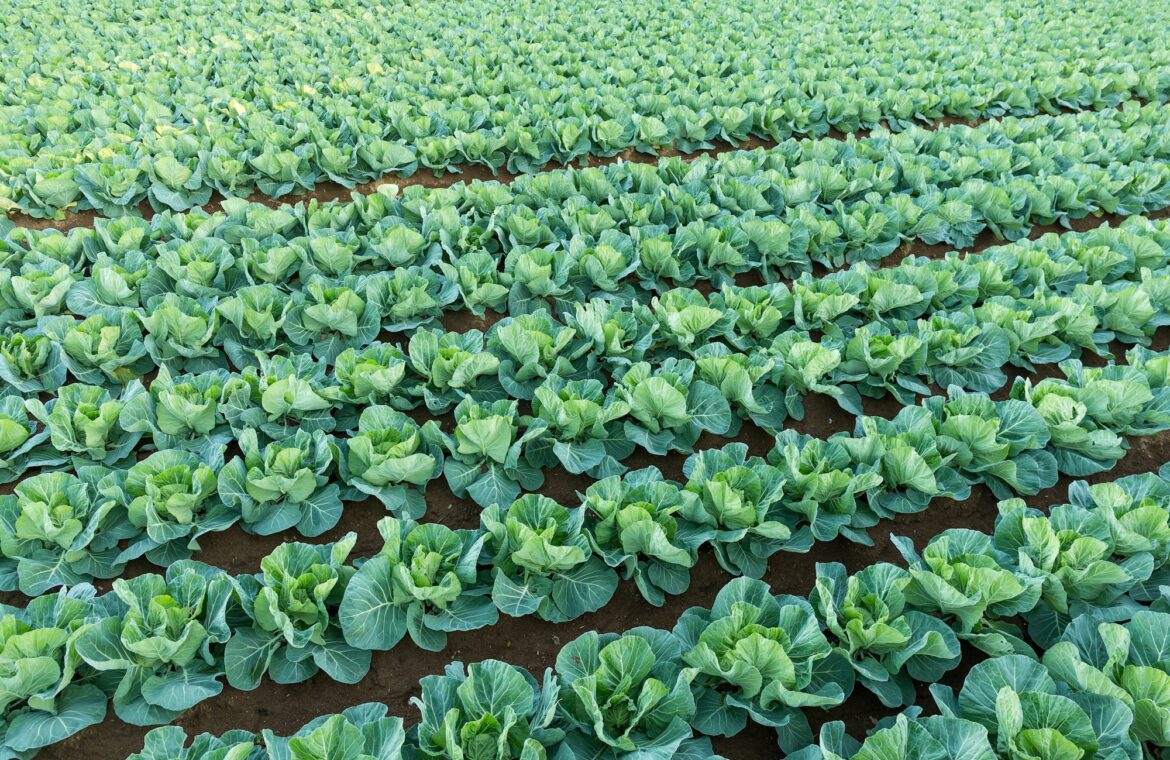 Green vegetable farm