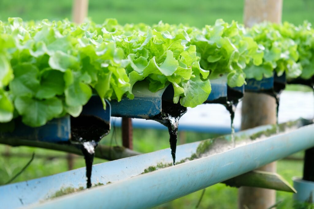 Hydroponics vegetable farm