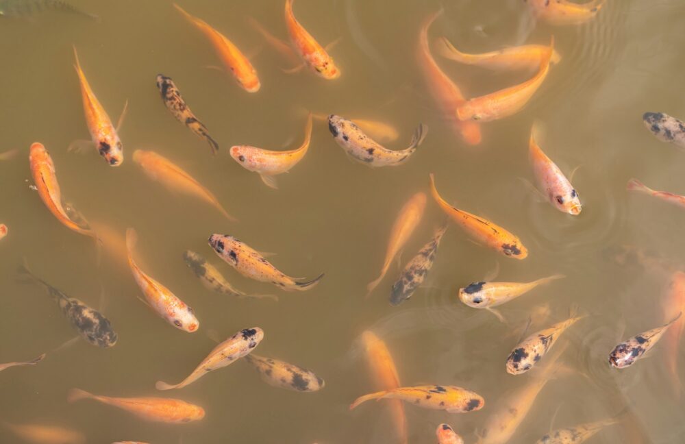 Top view of Nile tilapia fish on farm waiting for food in aquaculture pond at feeding time.