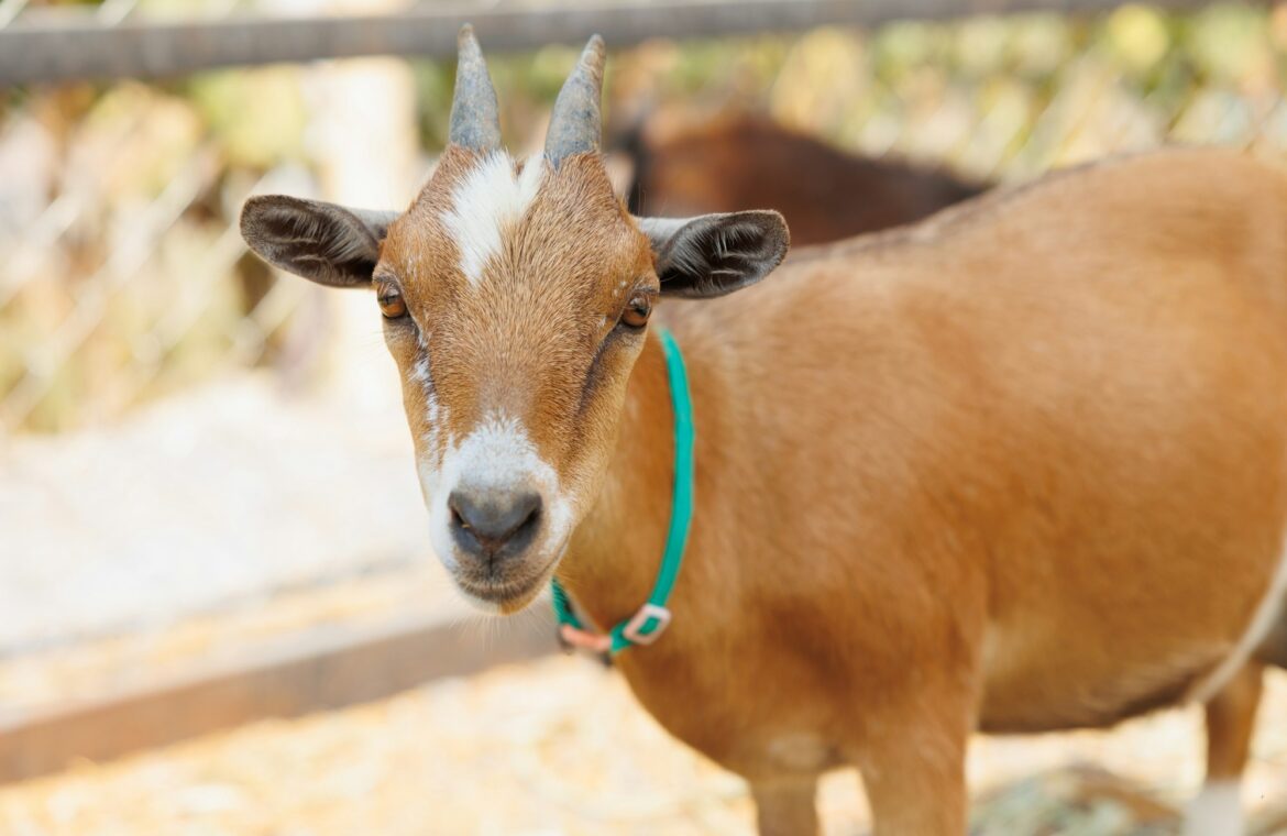 Young goat brown color portrait animal farm, Domestic goats.